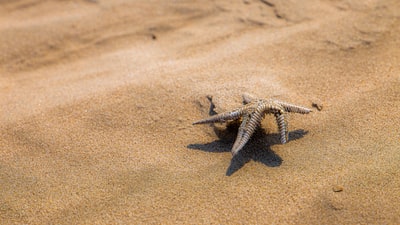 Brown black star on the beach
